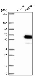 Western blot analysis in control (vector only transfected HEK293T lysate) and GABPB2 over-expression lysate (Co-expressed with a C-terminal myc-DDK tag (~3.1 kDa) in mammalian HEK293T cells, LY408253).