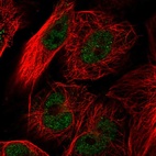 Immunofluorescent staining of human cell line U-251 MG shows localization to nucleoplasm.