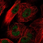Immunofluorescent staining of human cell line U-251 MG shows localization to nucleoplasm.