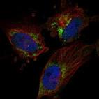 Immunofluorescent staining of human cell line U-251 MG shows localization to mitochondria.