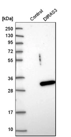 Western blot analysis in control (vector only transfected HEK293T lysate) and dIRAS3 over-expression lysate (Co-expressed with a C-terminal myc-DDK tag (~3.1 kDa) in mammalian HEK293T cells, LY401484).