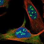 Immunofluorescent staining of human cell line U-2 OS shows localization to nucleus, nucleoli & cytosol.