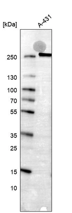 Western blot analysis in human cell line A-431.