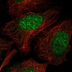 Immunofluorescent staining of human cell line U-2 OS shows localization to nucleus.