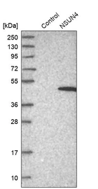 Western blot analysis in control (vector only transfected HEK293T lysate) and NSUN4 over-expression lysate (Co-expressed with a C-terminal myc-DDK tag (~3.1 kDa) in mammalian HEK293T cells, LY404722).