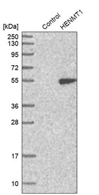 Anti-HENMT1 Antibody