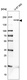 Anti-PDGFRB Antibody
