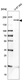 Anti-PDGFRB Antibody
