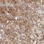 Immunohistochemical staining of human adrenal gland using Anti-NUP43 antibody HPA028500.
