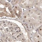 Immunohistochemical staining of human kidney using Anti-NUP43 antibody HPA028500.