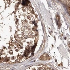 Immunohistochemical staining of human testis using Anti-NUP43 antibody HPA028500.