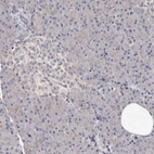 Immunohistochemical staining of human Pancreas shows very weak cytoplasmic positivity in exocrine glandular cells.