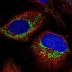 Immunofluorescent staining of human cell line U-2 OS shows localization to nucleoli & mitochondria.