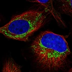 Immunofluorescent staining of human cell line U-2 OS shows localization to nucleoli & mitochondria.