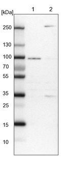 Lane 1: NIH-3T3 cell lysate (Mouse embryonic fibroblast cells)_br/_Lane 2: NBT-II cell lysate (Rat Wistar bladder tumour cells)