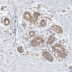 Anti-SERTAD4 Antibody