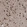 Anti-LIMK1 Antibody