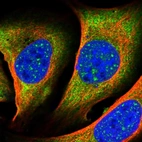 Immunofluorescent staining of human cell line U-2 OS shows localization to nuclear speckles & cytosol.