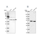 Anti-SLC25A24 Antibody