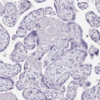 Immunohistochemical staining of human placenta shows low expression as expected.