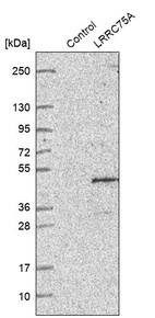 Anti-LRRC75A Antibody