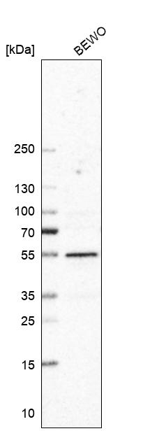 Anti-TRIM11 Antibody