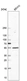Anti-TRIM11 Antibody