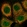 Anti-TRIM11 Antibody
