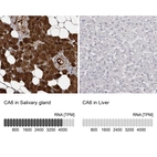 Immunohistochemistry analysis in human salivary gland and liver tissues using HPA028550 antibody. Corresponding CA6 RNA-seq data are presented for the same tissues.