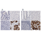 Immunohistochemical staining of human colon, liver, lymph node and salivary gland using Anti-CA6 antibody HPA028550 (A) shows similar protein distribution across tissues to independent antibody HPA028692 (B).