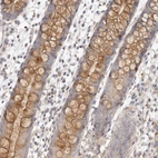 Immunohistochemical staining of human duodenum shows moderate positivity in cytoplasma and secreted in glandular cells.
