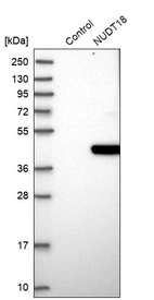 Western blot analysis in control (vector only transfected HEK293T lysate) and NUDT18 over-expression lysate (Co-expressed with a C-terminal myc-DDK tag (~3.1 kDa) in mammalian HEK293T cells, LY403033).