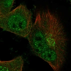 Immunofluorescent staining of human cell line U-251 MG shows localization to nucleoplasm, cytosol & the Golgi apparatus.