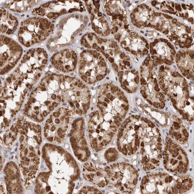 Anti-CCDC190 Antibody