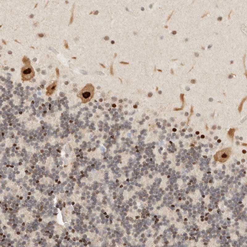Anti-GPBP1L1 Antibody