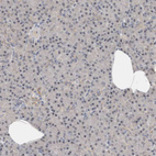 Immunohistochemical staining of human pancreas shows no positivity in exocrine glandular cells as expected.
