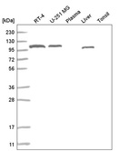 Anti-ADAMTS9 Antibody