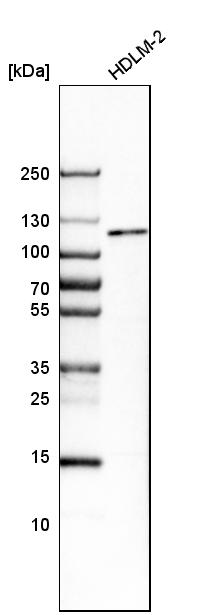 Anti-MTF1 Antibody