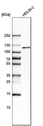 Anti-MTF1 Antibody
