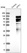 Anti-MTF1 Antibody