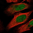 Immunofluorescent staining of human cell line U-2 OS shows localization to nucleoplasm.
