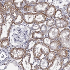 Immunohistochemical staining of human kidney shows moderate to strong membranous positivity in cells in tubules.