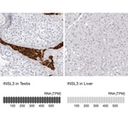 Anti-INSL3 Antibody