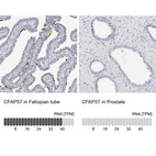 Anti-CFAP57 Antibody