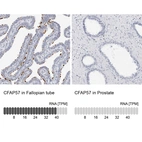 Anti-CFAP57 Antibody