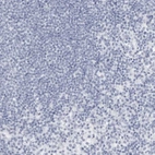Immunohistochemical staining of human lymph node shows no positivity in lymphoid cells as expected.