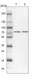 Lane 1: NIH-3T3 cell lysate (Mouse embryonic fibroblast cells)_br/_Lane 2: NBT-II cell lysate (Rat Wistar bladder tumour cells)