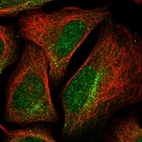 Immunofluorescent staining of human cell line U-2 OS shows localization to nucleoplasm, cytosol & intermediate filaments.