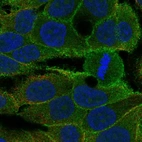 Anti-KDF1 Antibody