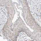 Anti-KDF1 Antibody